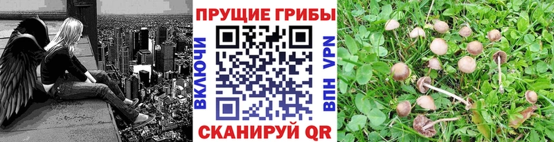 гидра tor  наркотики  Приозерск  Псилоцибиновые грибы GOLDEN TEACHER 